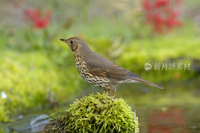 画眉(Turdus philomelus)